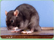 rat control Margate