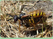wasp control Margate